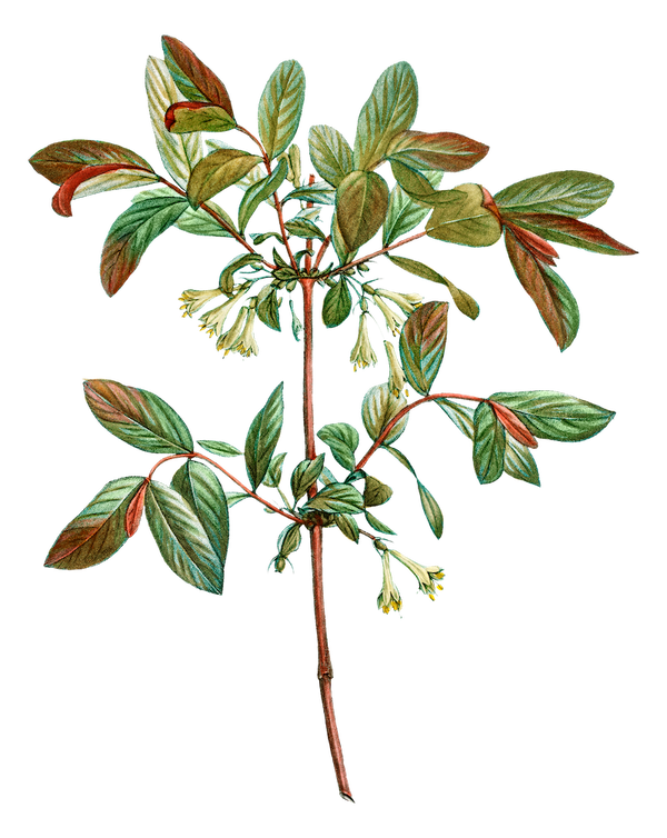 Ashwagandha 5%Extract